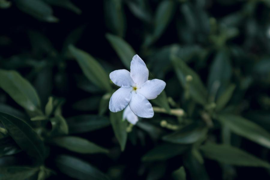 about zen